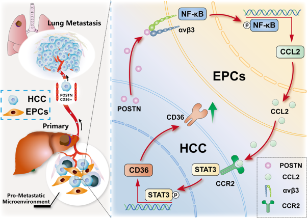 Crosstalk between endothelial progenitor cells and HCC through periostin/CCL2/CD36 supports formation of the pro-metastatic microenvironment in HCC