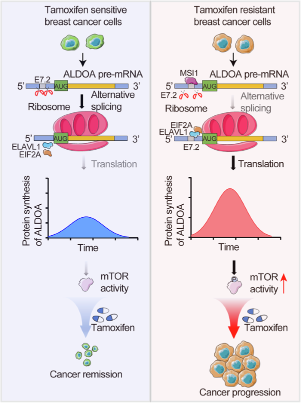 Alternative splicing of ALDOA confers tamoxifen resistance in breast cancer