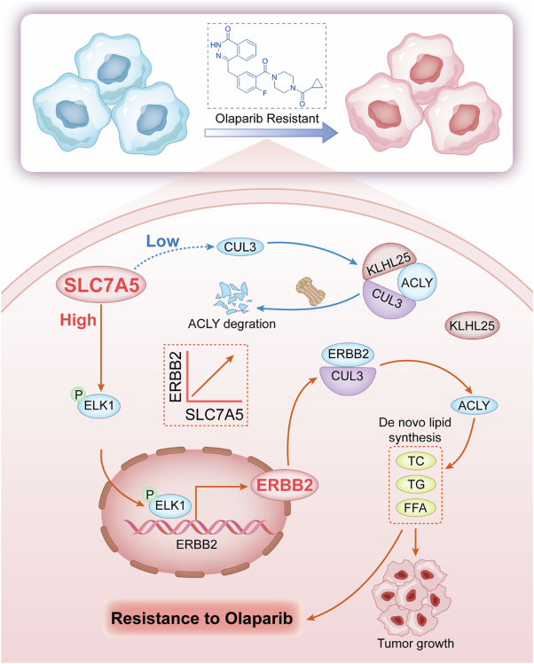 SLC7A5-ERBB2 axis drives olaparib resistance via de novo lipid synthesis in ovarian cancer
