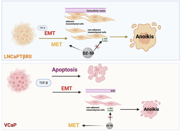 Effect of TGF-β mediated phenotypic changes on prostate cancer cell anoikis response
