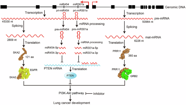 Overexpressed PRR11-SKA2-miR301a/454 bidirectional transcription unit essentially and coordinately promotes PI3K-AKT pathway activation and lung cancer progression