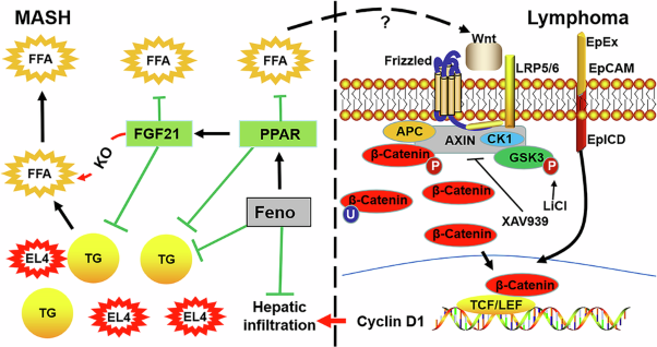 Aberrant lipid metabolism renders an aggressive behavior of T-lymphoblastic lymphoma in a MASH model