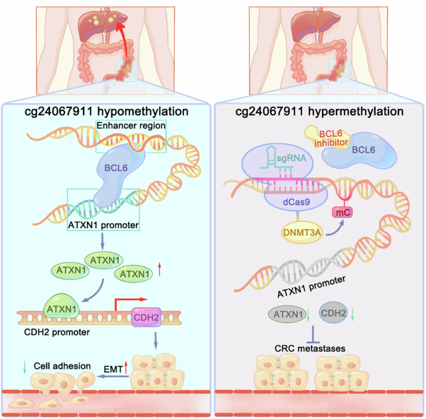 Targeted methylation of cg24067911 suppresses colorectal cancer metastasis through BCL6-ATXN1-CDH1 axis