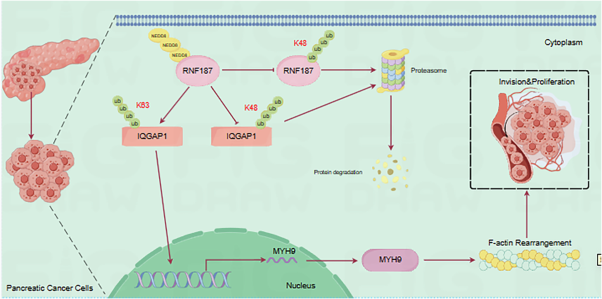 RNF187 neddylation in pancreatic cancer activates malignancy via IQGAP1-dependent actin cytoskeleton rearrangement