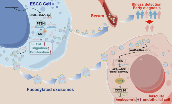 Cancer-derived fucosylated exosomal miR-6842-3p as a novel marker promotes ESCC angiogenesis and metastasis via the PTEN/AKT/mTOR/IRF1/CXCL10 axis