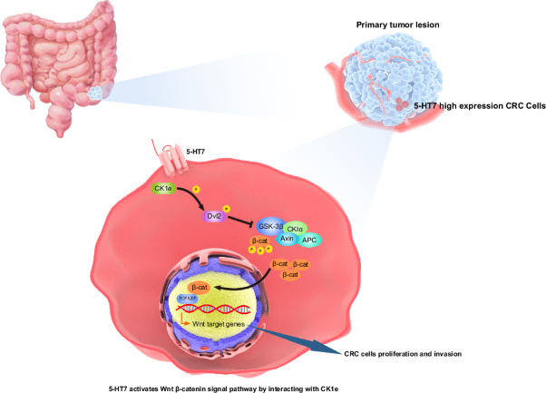 Serotonin receptor type 7 (5-HT7) promotes colorectal cancer progression by activating Wnt/β-catenin signaling via interacting with CK1ε