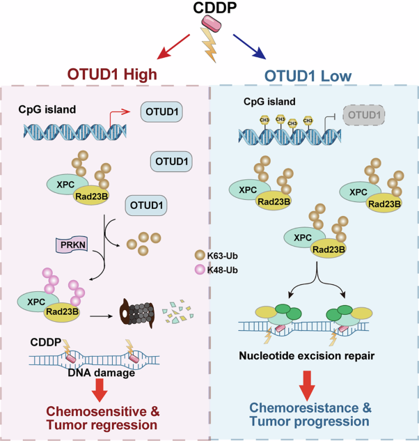 The deubiquitinase OTUD1 orchestrates cisplatin chemosensitivity of non-small cell lung cancer through destabilizing RAD23B/XPC