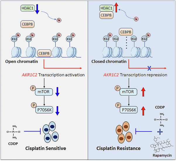 An H4K12la/CEBPB-AKR1C2 signaling axis modulates the mTOR pathway to regulate cisplatin resistance in lung cancer