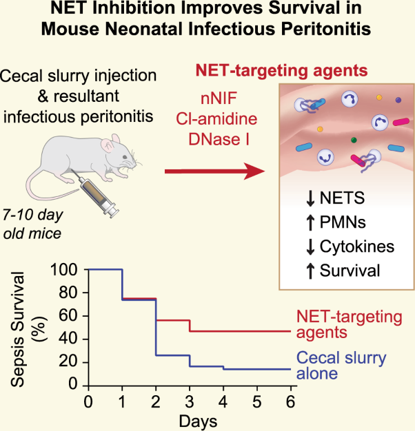 Neutrophil extracellular trap inhibition improves survival in neonatal mouse infectious peritonitis