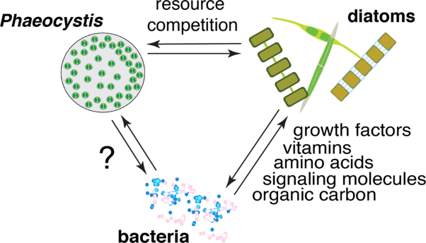 Microbiomes of bloom-forming <i>Phaeocystis</i> algae are stable and consistently recruited, with both symbiotic and opportunistic modes