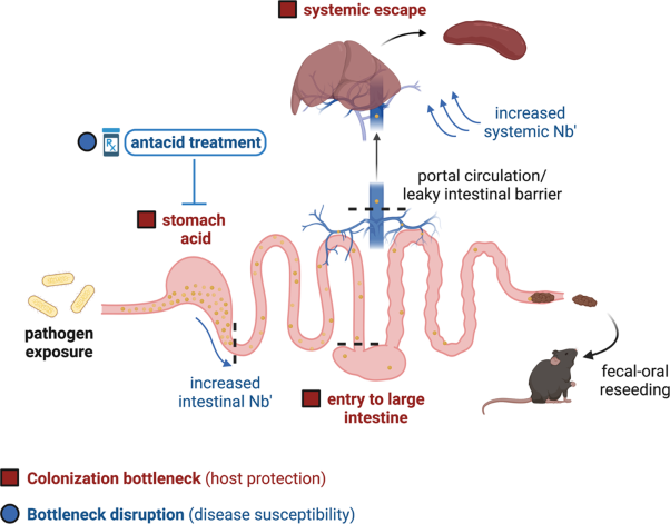 Gastric acid and escape to systemic circulation represent major bottlenecks to host infection by <i>Citrobacter rodentium</i>