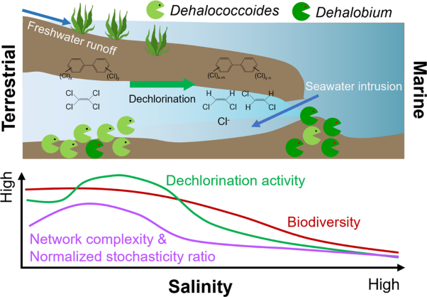 Salinity determines performance, functional populations, and microbial ecology in consortia attenuating organohalide pollutants