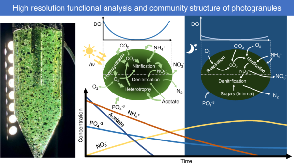 High resolution functional analysis and community structure of photogranules