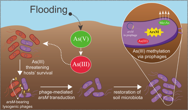 Lysogenic bacteriophages encoding arsenic resistance determinants promote bacterial community adaptation to arsenic toxicity