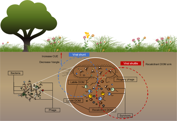 Viral lysing can alleviate microbial nutrient limitations and accumulate recalcitrant dissolved organic matter components in soil