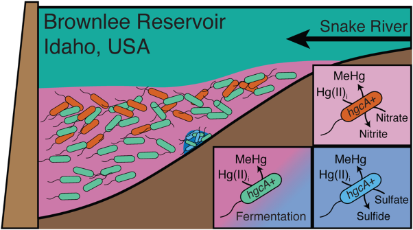 Metabolically diverse microorganisms mediate methylmercury formation under nitrate-reducing conditions in a dynamic hydroelectric reservoir