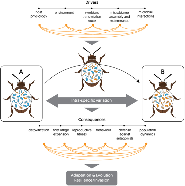 Impact of intraspecific variation in insect microbiomes on host phenotype and evolution