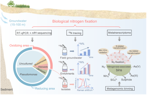 Nitrogen fixation and diazotroph diversity in groundwater systems