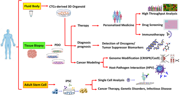 The organoid as reliable cancer modeling in personalized medicine, does applicable in precision medicine of head and neck squamous cell carcinoma?