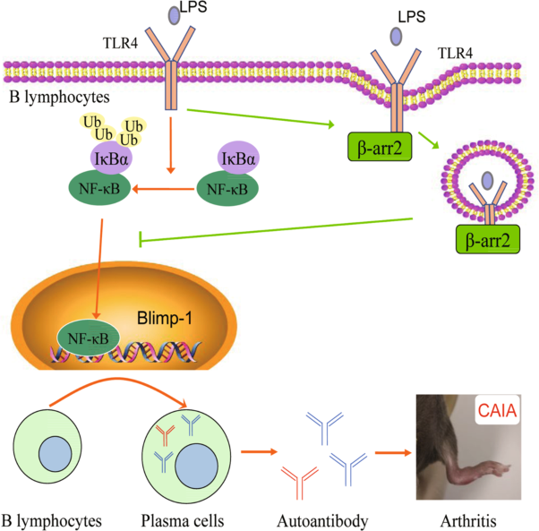 Deficiency of β-arrestin2 exacerbates inflammatory arthritis by facilitating plasma cell formation