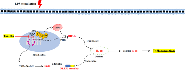 Tanshinone IIA prevents LPS-induced inflammatory responses in mice via inactivation of succinate dehydrogenase in macrophages