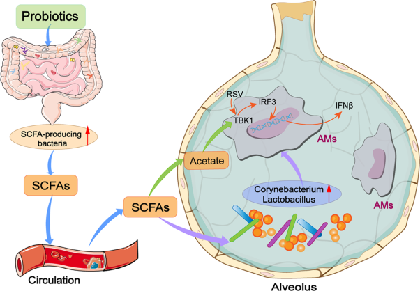 Probiotics protect against RSV infection by modulating the microbiota-alveolar-macrophage axis