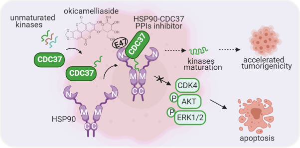 Okicamelliaside targets the N-terminal chaperone pocket of HSP90 disrupts the chaperone protein interaction of HSP90-CDC37 and exerts antitumor activity