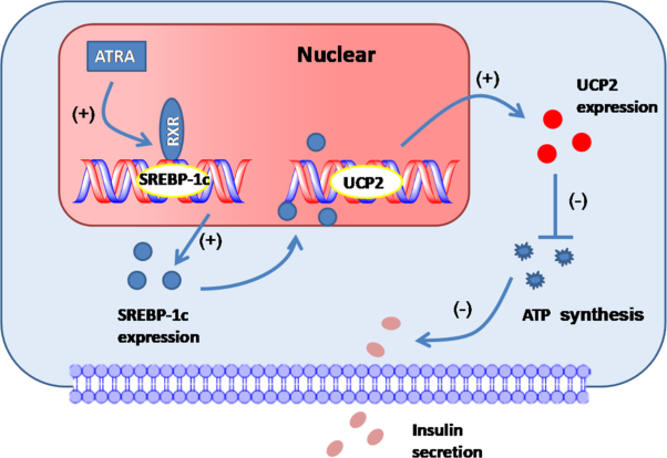 All-<i>trans</i> retinoic acid impairs glucose-stimulated insulin secretion by activating the RXR/SREBP-1c/UCP2 pathway