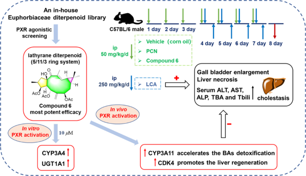 Natural product-based screening led to the discovery of a novel PXR agonist with anti-cholestasis activity