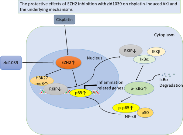Selective EZH2 inhibitor zld1039 alleviates inflammation in cisplatin-induced acute kidney injury partially by enhancing RKIP and suppressing NF-κB p65 pathway