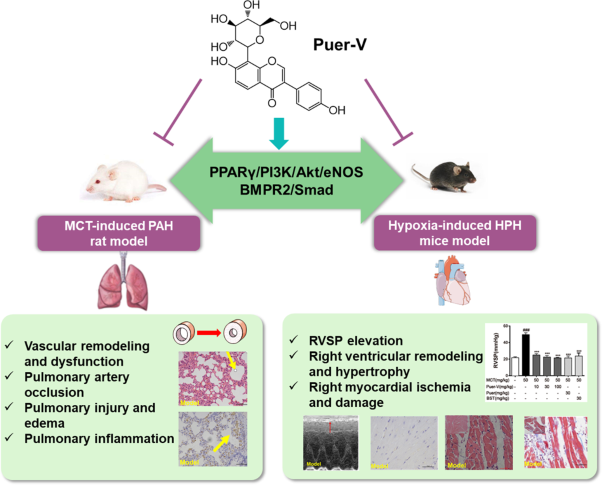 Puerarin-V prevents the progression of hypoxia- and monocrotaline-induced pulmonary hypertension in rodent models