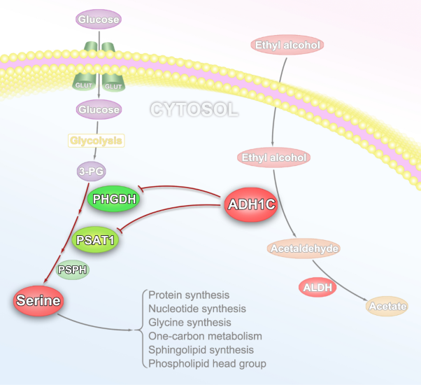 ADH1C inhibits progression of colorectal cancer through the ADH1C/PHGDH /PSAT1/serine metabolic pathway