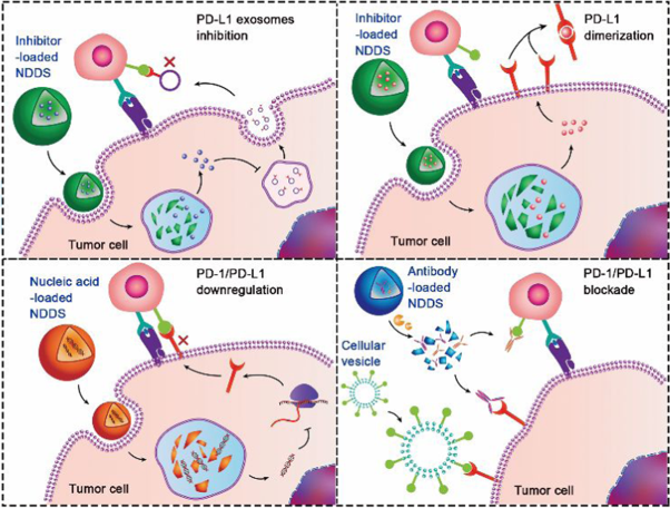 Engineered nanomedicines block the PD-1/PD-L1 axis for potentiated cancer immunotherapy