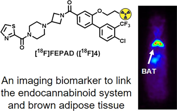 A novel monoacylglycerol lipase-targeted <sup>18</sup>F-labeled probe for positron emission tomography imaging of brown adipose tissue in the energy network