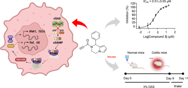Discovery and characterization of a novel cGAS covalent inhibitor for the treatment of inflammatory bowel disease