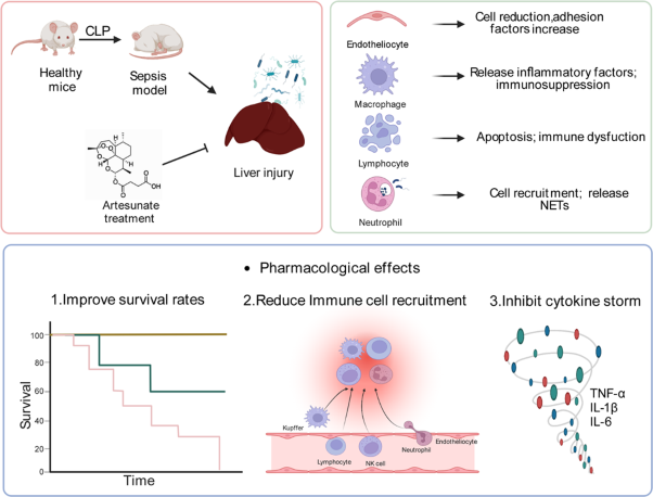 Single-cell RNA sequencing deciphers the mechanism of sepsis-induced liver injury and the therapeutic effects of artesunate