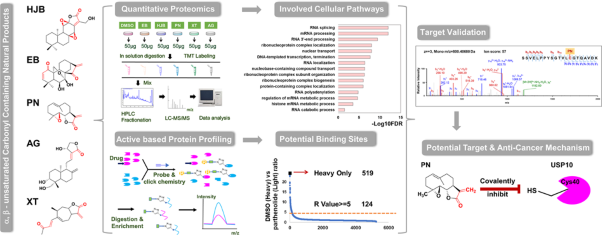 Investigation of targets and anticancer mechanisms of covalently acting natural products by functional proteomics