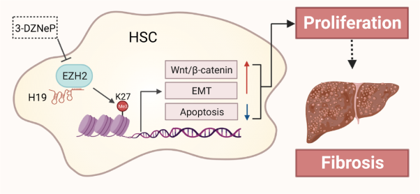 LncRNA H19-EZH2 interaction promotes liver fibrosis via reprogramming H3K27me3 profiles