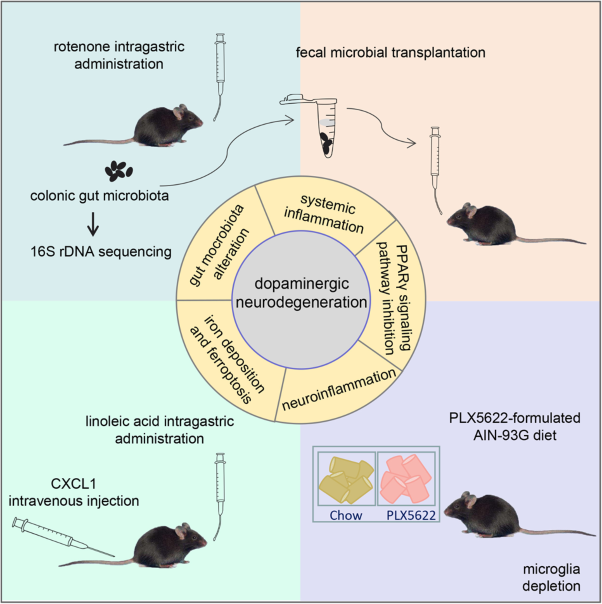 Gut microbiota-induced CXCL1 elevation triggers early neuroinflammation in the substantia nigra of Parkinsonian mice