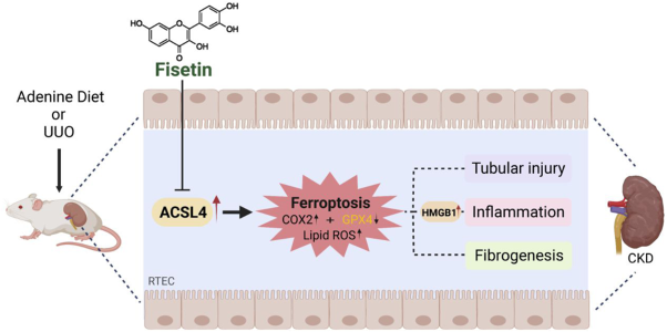 Fisetin ameliorates fibrotic kidney disease in mice via inhibiting ACSL4-mediated tubular ferroptosis