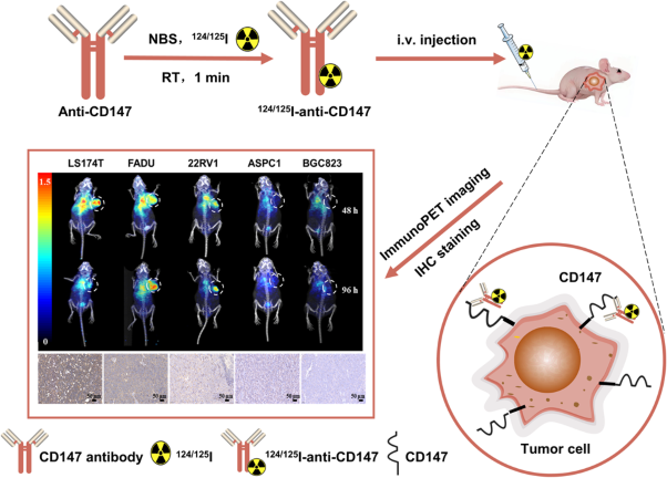 <sup>124</sup>I-labeled anti-CD147 antibody for noninvasive detection of CD147-positive pan-cancers: construction and preclinical studies