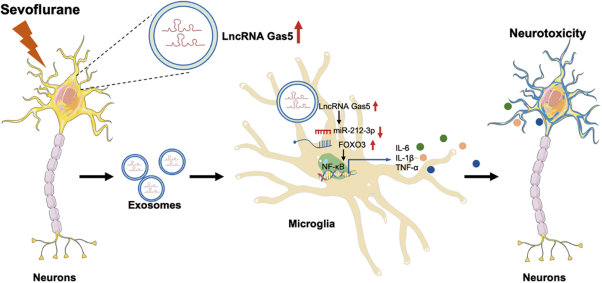 Neuron-derived exosomes mediate sevoflurane-induced neurotoxicity in neonatal mice via transferring lncRNA Gas5 and promoting M1 polarization of microglia