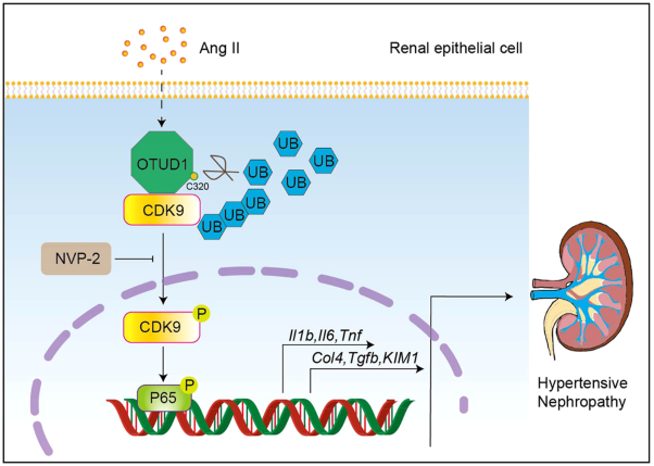 OTUD1 promotes hypertensive kidney fibrosis and injury by deubiquitinating CDK9 in renal epithelial cells