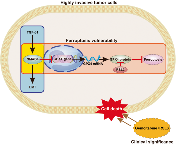 SMAD4 endows TGF-β1-induced highly invasive tumor cells with ferroptosis vulnerability in pancreatic cancer