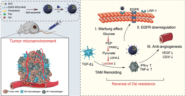 Epigenetic-based combination therapy and liposomal codelivery overcomes osimertinib-resistant NSCLC via repolarizing tumor-associated macrophages