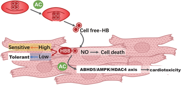 HBB contributes to individualized aconitine-induced cardiotoxicity in mice via interfering with ABHD5/AMPK/HDAC4 axis