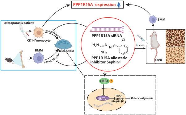 Inhibition of PPP1R15A alleviates osteoporosis via suppressing RANKL-induced osteoclastogenesis