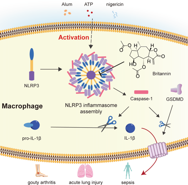 Britannin as a novel NLRP3 inhibitor, suppresses inflammasome activation in macrophages and alleviates NLRP3-related diseases in mice