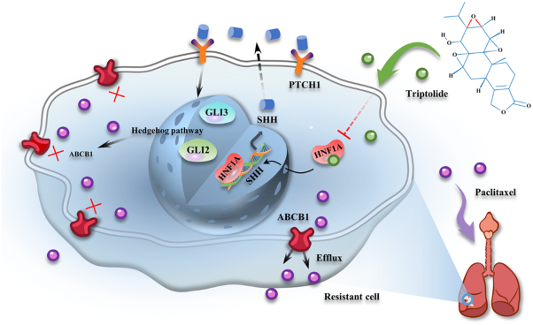 Targeted inhibition of the HNF1A/SHH axis by triptolide overcomes paclitaxel resistance in non-small cell lung cancer