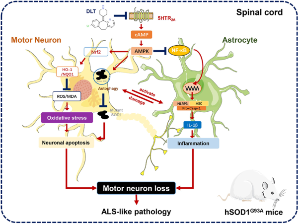 Desloratadine alleviates ALS-like pathology in hSOD1<sup>G93A</sup> mice via targeting 5HTR<sub>2A</sub> on activated spinal astrocytes